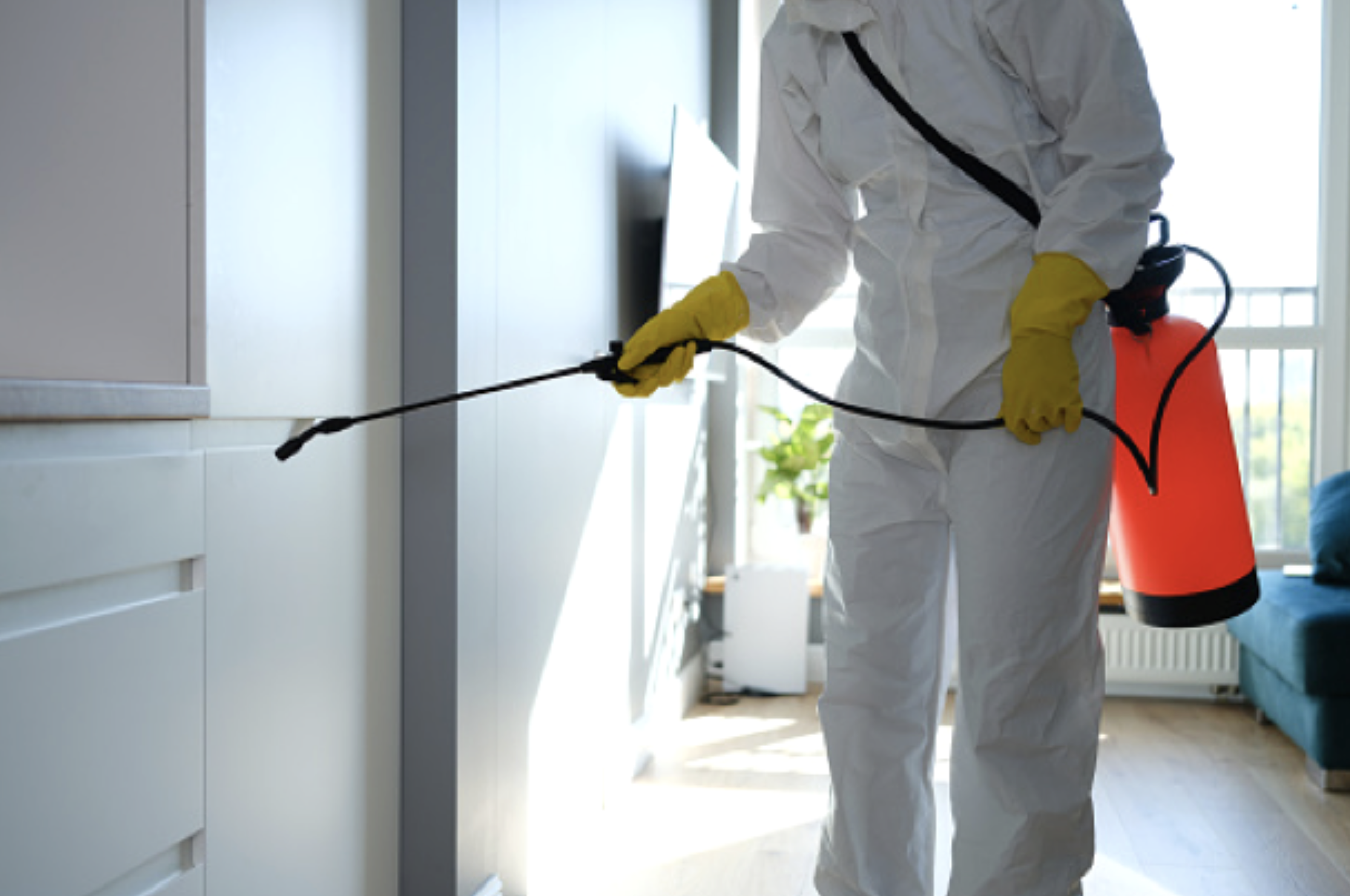 Is Preventative Pest Control Worth It?